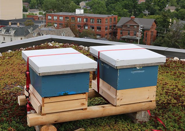 2 wooden bee-hives sealed on rooftop for sustainability report
