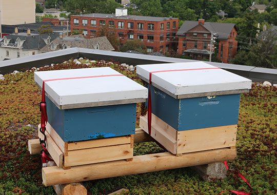 2 wooden bee-hives sealed on rooftop for sustainability report